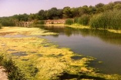 BOSCO PANTANO DI POLICORO - Una foresta sacra, dominata dal silenzio e dall'oscurità misteriosa che regna sotto le immense querce vecchie come il mondo,  popolata numerose specie di animali: cinghiali, daini, cervi, caprioli, martore e scoiattoli “di cui vedemmo una gran quantità passeggiare sulle nostre teste, di albero in albero”. Sono i pensieri che Richard de Saint-Non, scrittore francese,  utilizzò nel 1781 per descrivere il Bosco Pantano di Policoro.