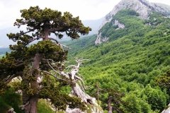 PARCO NAZIONALE DEL POLLINO - Il Parco Nazionale del Pollino si estende su 192.565,00 ettari di terreno ed è posto a cavallo tra due regioni, la Basilicata e la Calabria. spazia dal mar Tirreno allo Jonio, da Cozzo del Pellegrino a Serra Dolcedorme, dai Piani di Campolongo, di Novacco, e di Lanzo, ai Piani del Pollino, dai fiumi Argentino e Abatemarco, alle gole del Lao e del Raganello, ai torrenti Peschiera e Frido. Il Parco Nazionale offre ai visitatori momenti intensi che possono essere vissuti attraverso le escursioni organizzate, gli sport e gli itinerari.